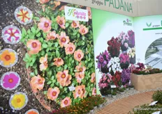 Portulaca Kokorita and Pot Prince series well displayed at the stand of Padana.